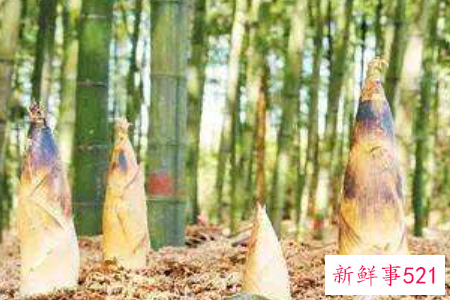 梦见挖笋是什么意思呢