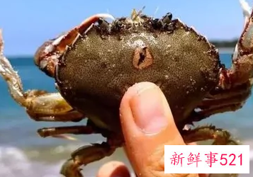 吃螃蟹性寒什么意思