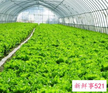 泥土种不出蔬菜能用什么改善土质