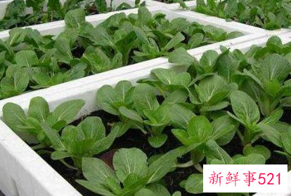 自己在家阳台种菜怎么种