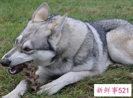 梦见狼狗的寓意