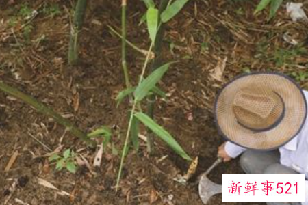 梦见挖笋是什么意思呢