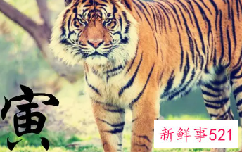 男孩属虎沉稳霸气名字