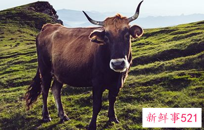 梦见牛代表什么意思