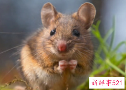 孕妇梦见老鼠在床上