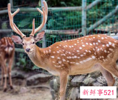 梦见被梅花鹿追着跑