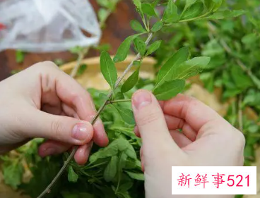 枸杞芽的学名叫什么
