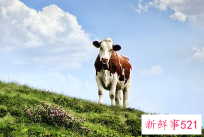 梦见牛代表什么意思