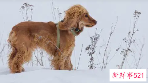 58年属狗的寿命多长