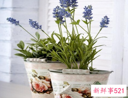 薰衣草十一月份还有吗