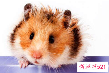 84年属鼠何时走大运