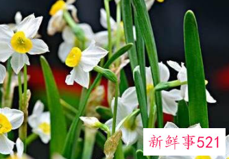 象征家庭和睦的花