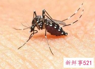 身上抹什么蚊子不敢靠近