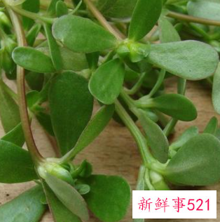 干马齿苋泡水喝有这6个好处