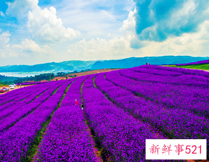 薰衣草十一月份还有吗