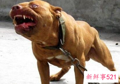 世界上最凶猛的小型犬
