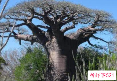 世界上最能储存水的树