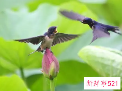 孕妇梦见燕子是什么意思