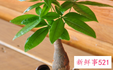 象征家庭和睦的花