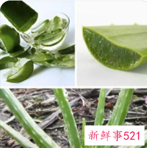芦荟怎么熬制成膏