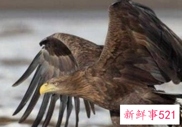 世界十大猛禽实力排名