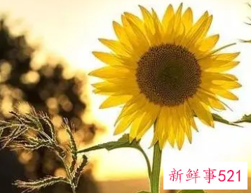 心态可以治疗一切疾病