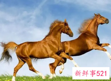 属马女的最佳配偶属相