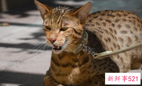 世界上血统最高贵的猫