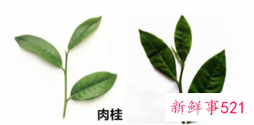 岩茶水仙和肉桂的区别介绍