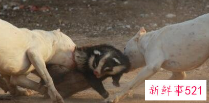 世界上最凶猛的小型犬