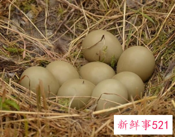 梦见捡蛋是什么意思