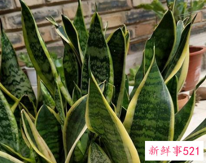 镇宅的花有哪些