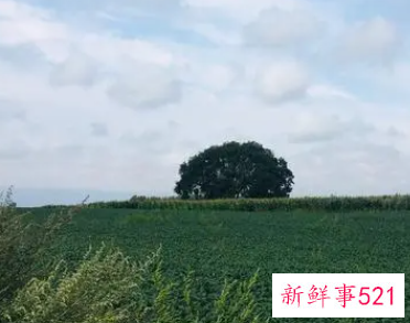 回归故乡的感慨句子