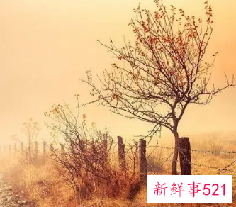 女生好听的英文网名