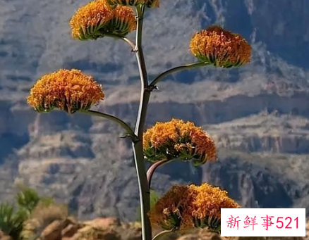 镇宅的花有哪些