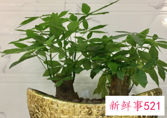 象征家庭和睦的花