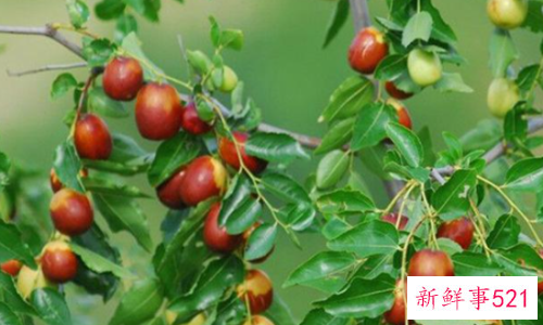 酸枣叶茶的功效与作用