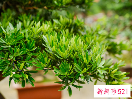 镇宅的花有哪些