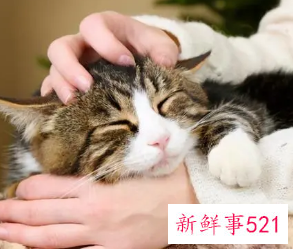 猫咪知道主人对它好吗