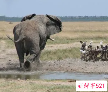 梦见自己被大象追赶攻击