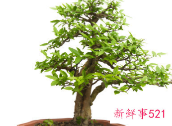 象征家庭和睦的花