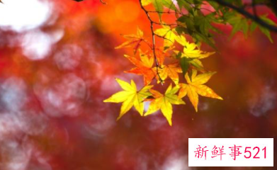 春在诗中有哪些意象