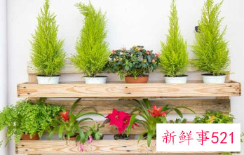 球松适合水培吗