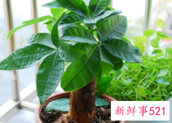 象征家庭和睦的花