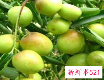 梨枣和冬枣区别