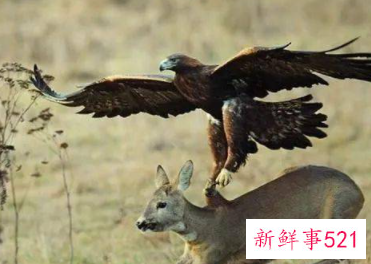 世界十大猛禽实力排名