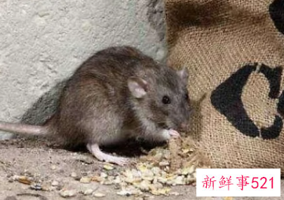 有老鼠进房间了怎么办