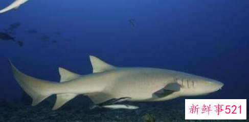 世界上最温顺的鲨鱼