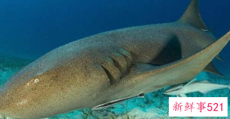 世界上最温顺的鲨鱼