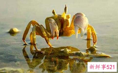 梦见螃蟹满地爬是啥意思